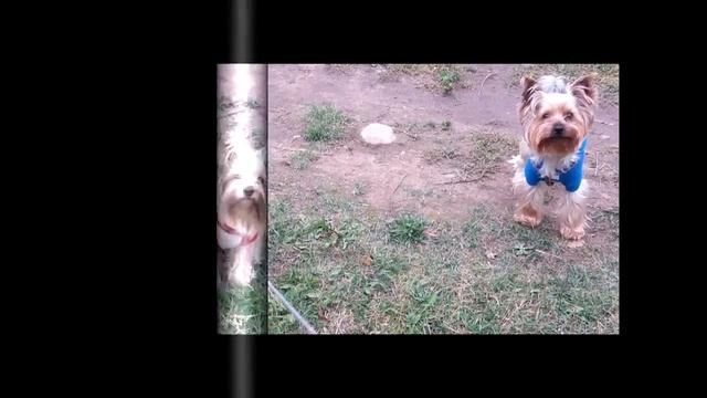 Фото Кнопочки.Йоркширский Терьер. смотреть онлайн