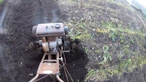 Культивирование огорода мотоблоком Урал УМЗ 5В