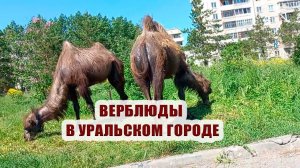 Испытание лотков на прочность | Верблюды в городе