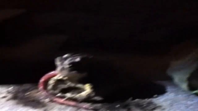 Feeding a wild frog on the front stairs смотреть онлайн