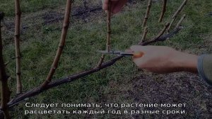 Как цветет виноград