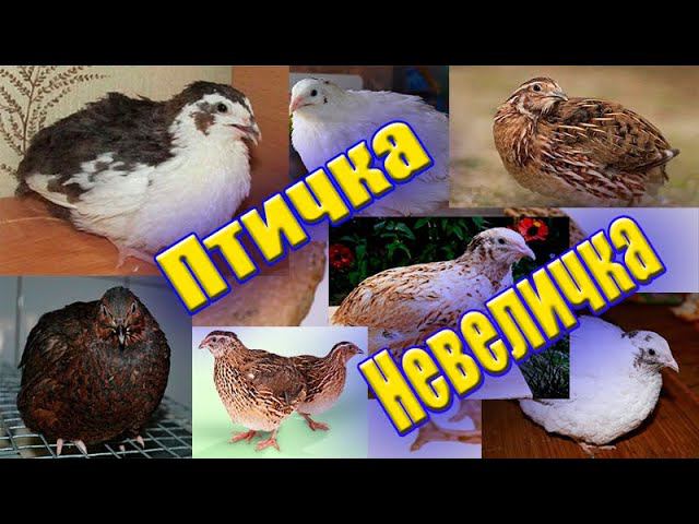 Какие породы перепелок  выбрать Плюсы Минусы содержания