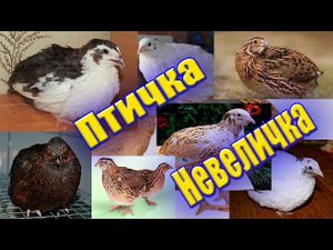 Какие породы перепелок  выбрать Плюсы Минусы содержания