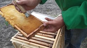 Майский мед. Пчелы понесли майский мед в магазин. Вощину в магазине не строят