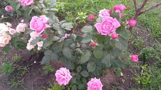 Rose//Розы//Сильный и очень перспективный сорт от питомника Тантау! Romina, 2015г,Ромина! смотреть онлайн