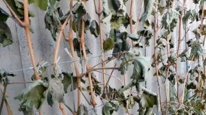 Купил саженец Хурмы