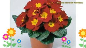 Примула бесстебельная Пионер Рэд. Краткий обзор, описание характеристик primula acaulis Pioner Red