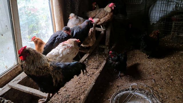 Какие куры будут в нашем хозяйстве/Какие яйца заказал для инкубации/Очень красивая курочка смотреть онлайн