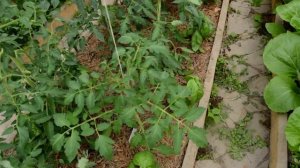 РАЦИОНАЛЬНОЕ ИСПОЛЬЗОВАНИЕ ТЕПЛИЦЫ