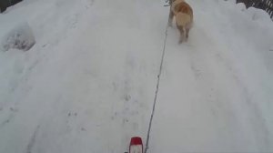 Собачья упряжка