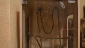 Африканские сони