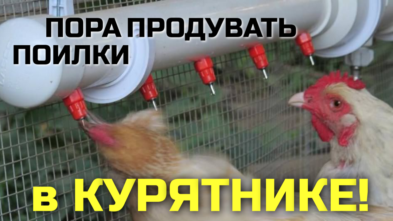 Продувка подачи воды в поилки в курятнике