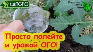 ОТ БЕСПЛАТНОГО УДОБРЕНИЯ ОГУРЦЫ ПРОСТО ШАЛЕЮТ, ТОМАТЫ ВЯЖУТ КИСТИ ОДНУ ЗА ОДНОЙ! Вместо бродиловки.