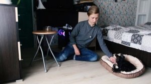 Команда "Место": как научить собаку команде "Место", как приучить щенка йоркширского терьера к мест
