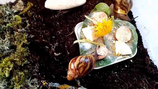 Архахатина маргината овум содержание | My snails TV
