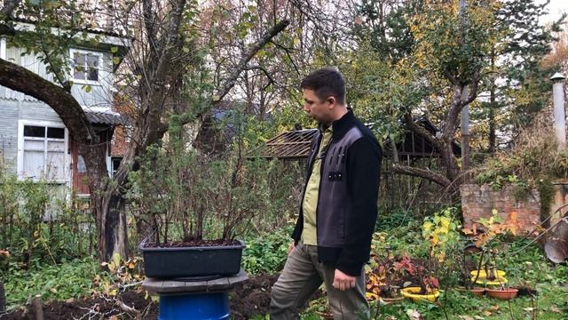 Шедевр Бонсай из можжевельника