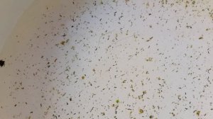 Псевдоскаты севилья. Снова есть мальки в аквариуме)