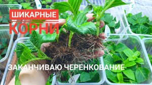 Укоренение гортензии летом 100%, корни, как щетка - последние черенки в этом году