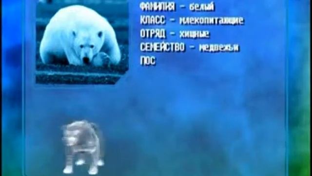 Биология 20. Растение иван-чай. Кораллы. Белый медведь — Академия занимательных наук смотреть онлайн