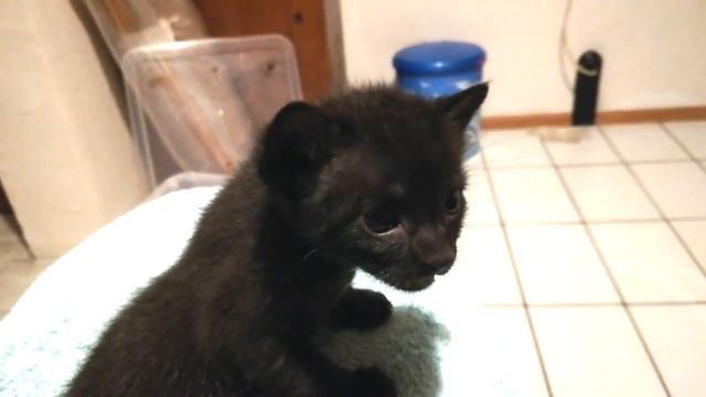 Cute Black Kitten ? Transformation Into Panther ? смотреть онлайн