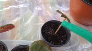 Бегония . Размножение листом.Легко и просто.