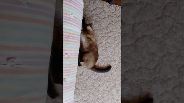 Кошачье бешенство!! смотреть онлайн