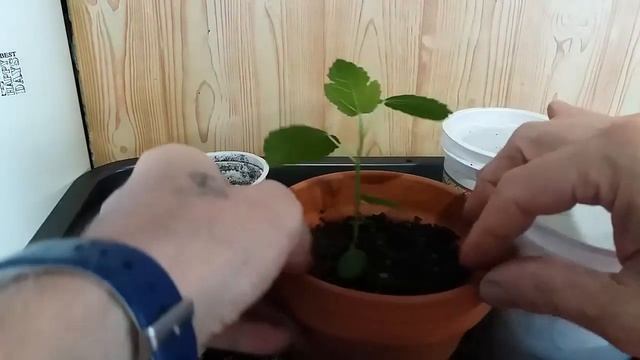 1.Как вырастить бонсай из семечка инжира часть 1 How to grow bonsai from fig seed..mp4