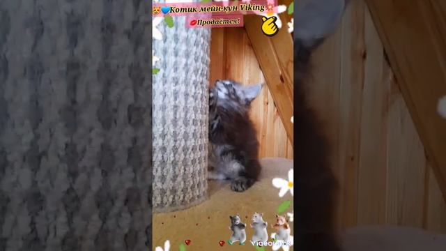 ??Котик мейн-кун Ural Viking?? Свободен! Окрас серебряный мрамор ? #екатеринбург #мейнкун #котята