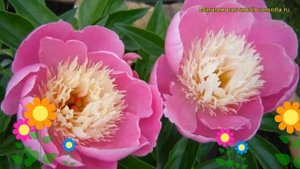 Пион молочноцветковый Боул оф Бьюти. Краткий обзор, описание paeonia lactiflora Bowl of Beauty