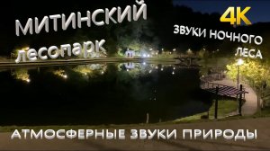 Осенний ночной лес лесопарк митинский  Атмосферные звуки природы #relax