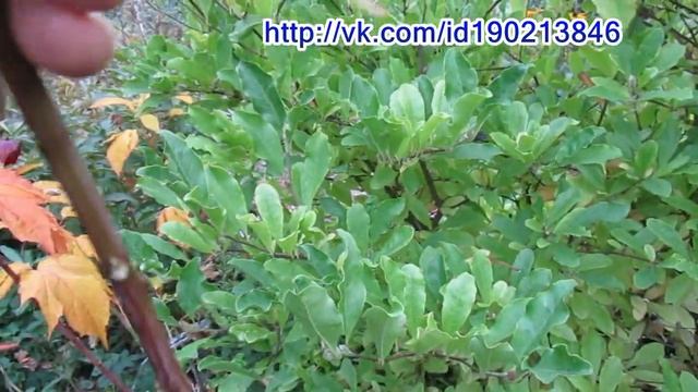 07 10 20г Пробежка по саду Осенние краски в саду смотреть онлайн