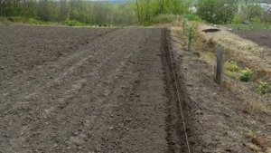 Можно ли сажать горох вместе с кукурузой? Сделайте это правильно и будете с урожаем ! Схема посадки