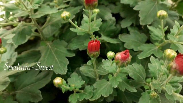 Хризантема садовая.Красивое цветение.Обязательно посадите такой цветок! смотреть онлайн