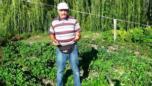 Переопыляется ли клубника? А как правильно собрать ее семена?
