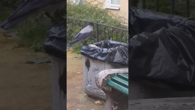 Умная ворона добывает еду