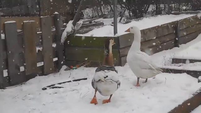Вылеченный гусь. смотреть онлайн