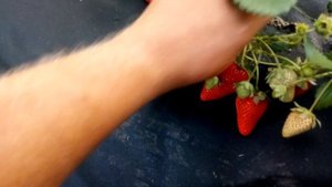 Сорт клубники НСД Мальга