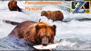 Невероятная зимняя жизнь диких полярных животных Пейзажи дикой природы.