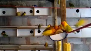 Неразлучники в вольере