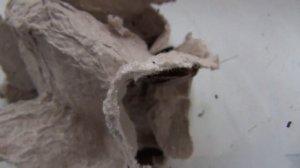 самые гигантские тараканы на планете в одном видео