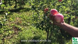 ?  Яблоня сорт Суйслепское (Малиновка). ?