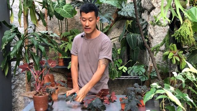 Begonia Black Velvet care and propagation смотреть онлайн