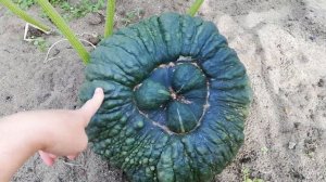 Тыква Марина из Киоджа.