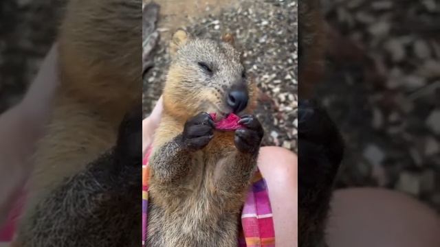 НЯШКА - КАК ЖЕ ОН АППЕТИТНО КУШАЕТ