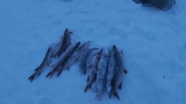 С Лехой ненцем снимаем сети ! смотреть онлайн