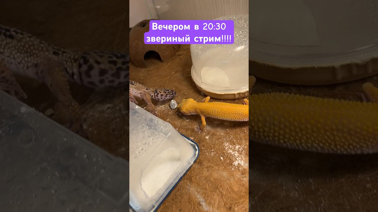 Обед #shortvideo #москва #zoolife #экзотика #zoo #зверьёмоё #эублефар #едаялюблютебя #корма