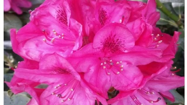 Rhododendron  'Nova Zembla' смотреть онлайн