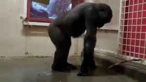 обизьяний дап степ 360p