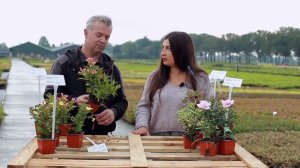 Вейгела Ол Самер Пічь /Weigela 'All Summer Peach Арт.4666