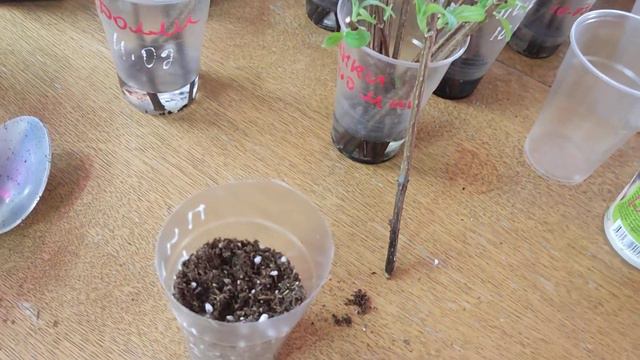 26.02.2024.Хакасия☀Метельчатая гортензия. Почки проснулись. Приступаем к укоренению. смотреть онлайн